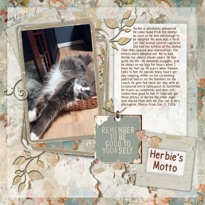 Cat at Rest & SSL: Branching Out Challenge