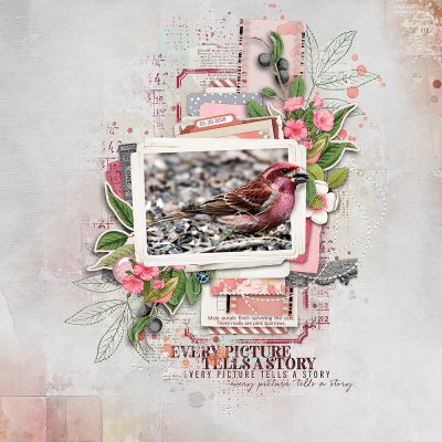 Color Challenge_Purple Finch