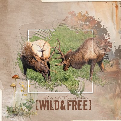 Elk