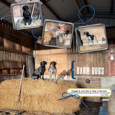 Barn Dogs