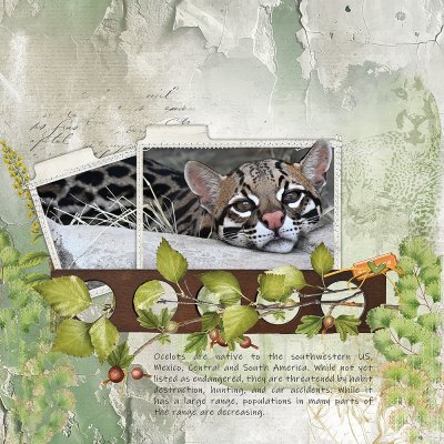 Ocelot