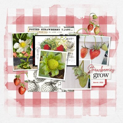Strawberries