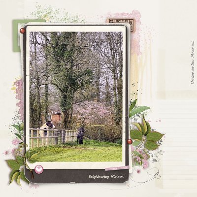 Neighbouring Blossom