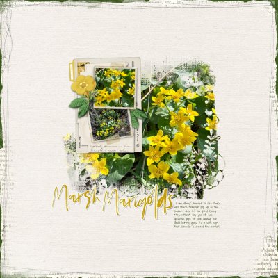Marsh Marigolds