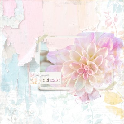 dahlia pink pastel