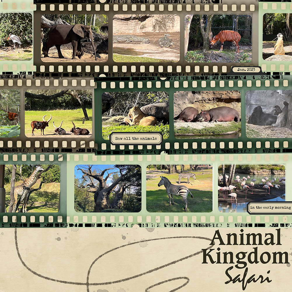 Animal Kingdom Safari!