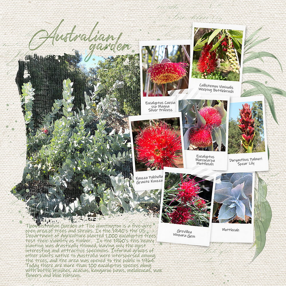 Australian Garden Page 1