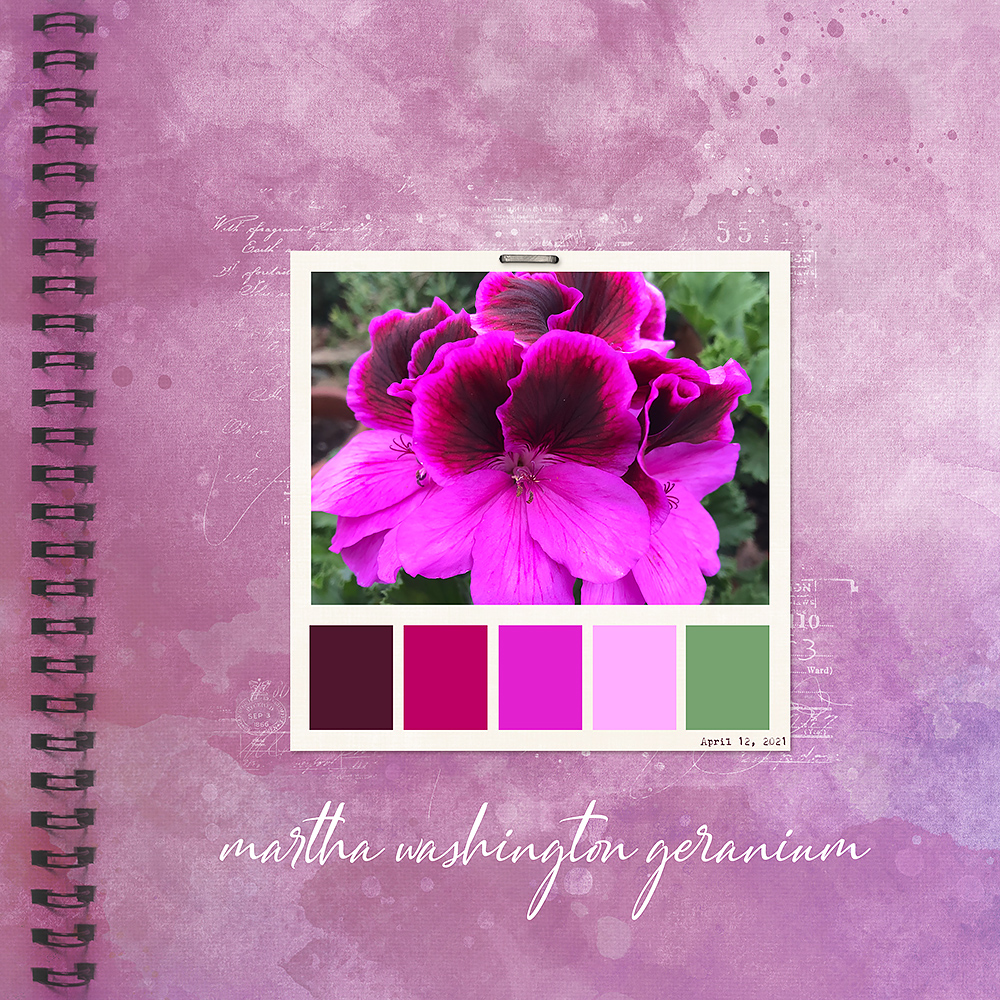 Color Palette - Martha Washington Geranium