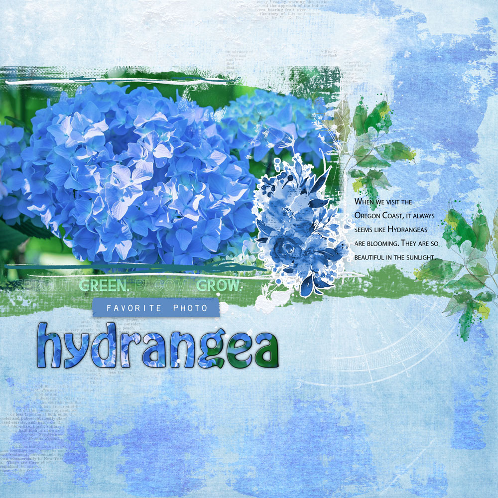 Hydrangea in the Sun