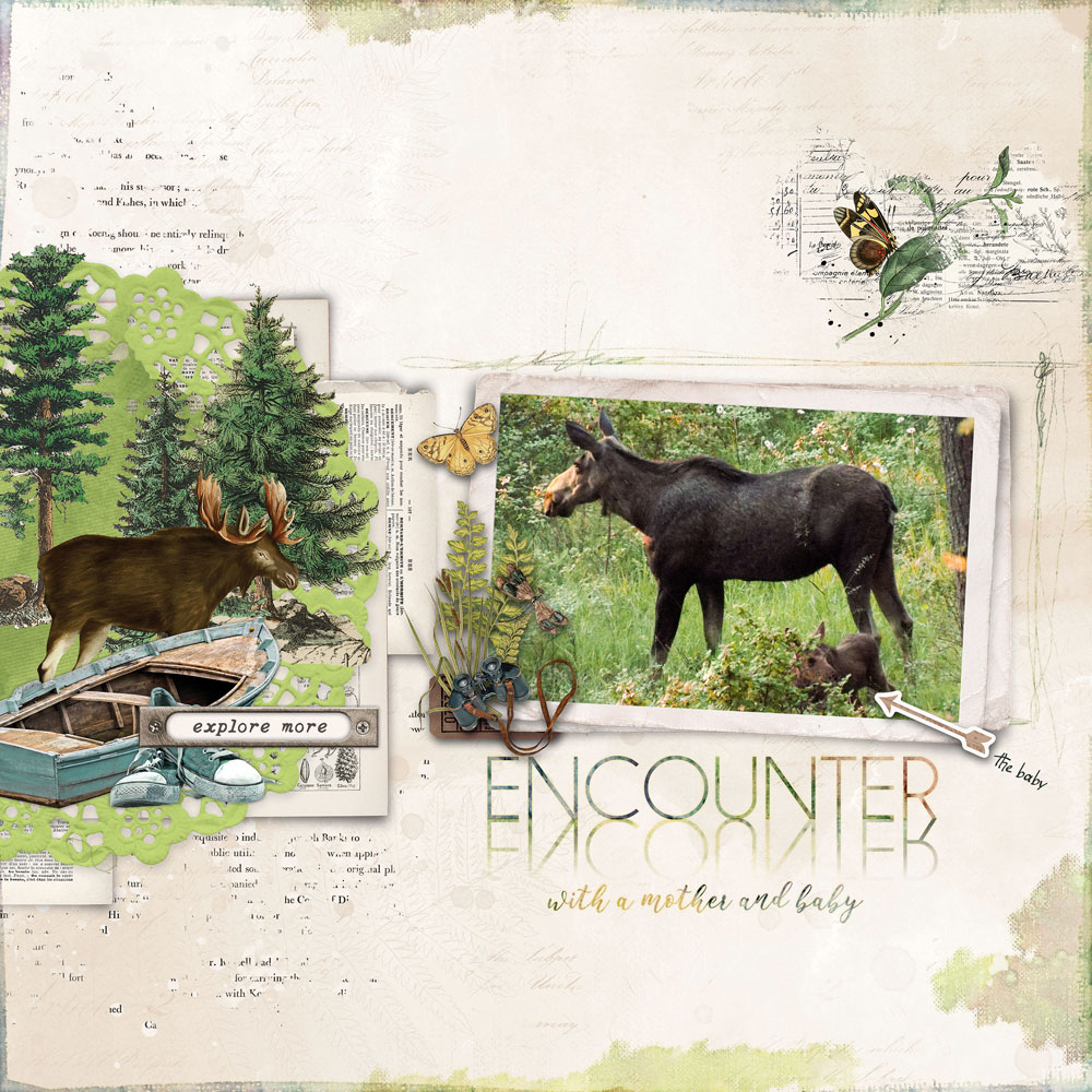 Moose Encounter