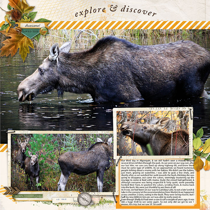Moose in Algonquin.jpg