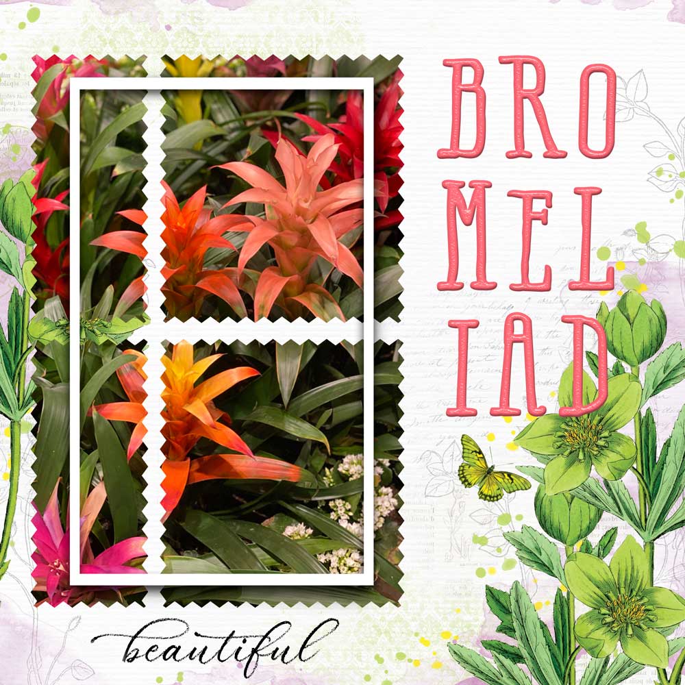 Scraplift-Chain-Monica-Beautiful Bromeliad