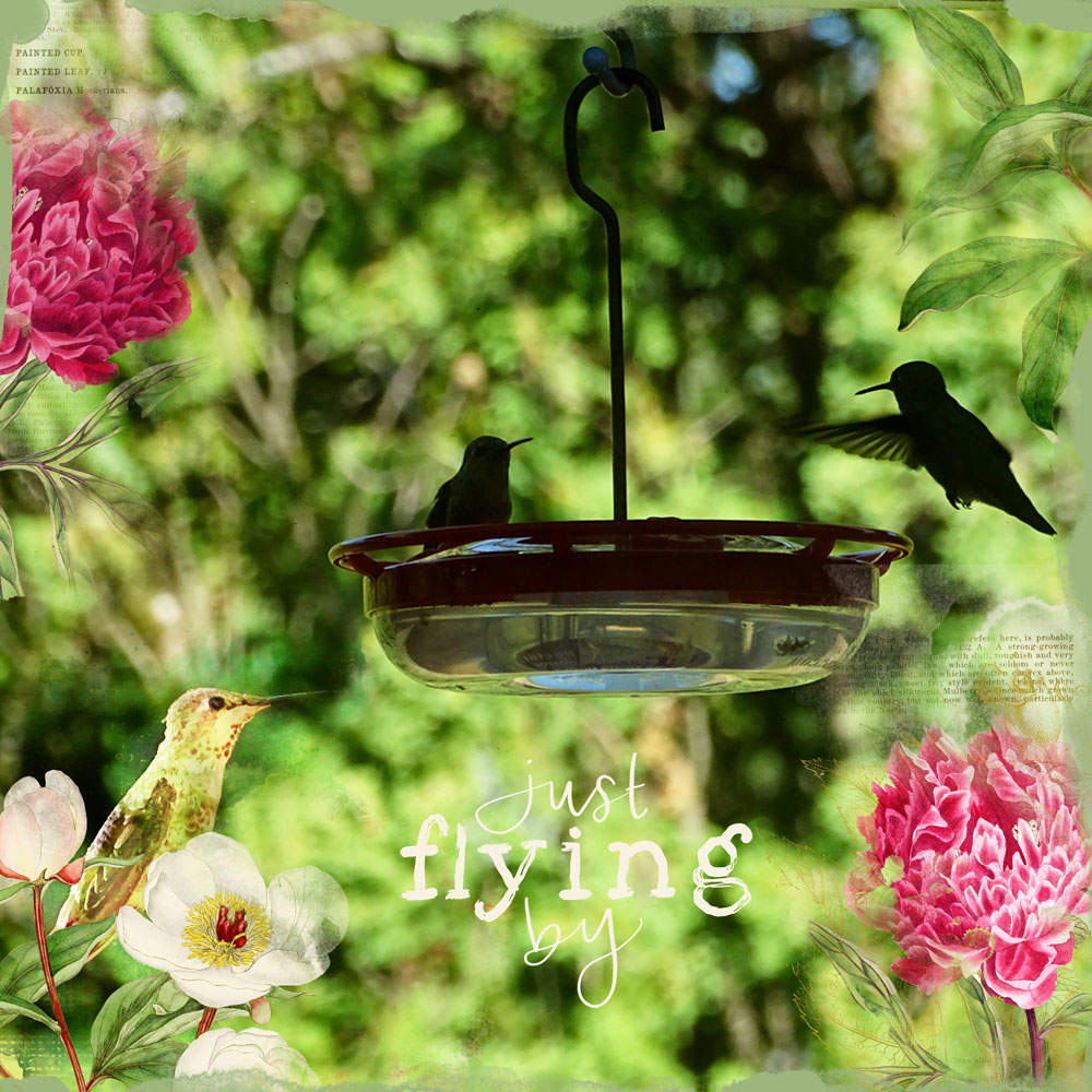 SSL-Brenda-Hummingbirds