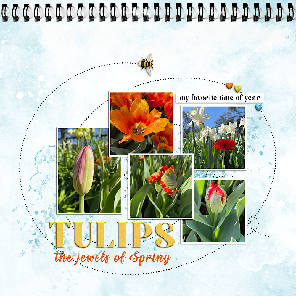 SSL: Of Note | Tulips, the jewels of spring