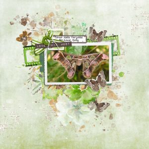 Katie Pertiet Designs Digital Scrapbooking